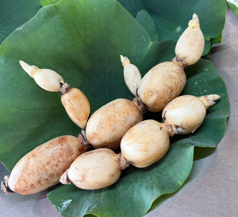 無農薬のれんこんをお探しの方へ