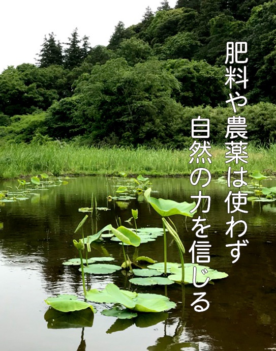 傷をつけないようにれんこんを大切に扱う