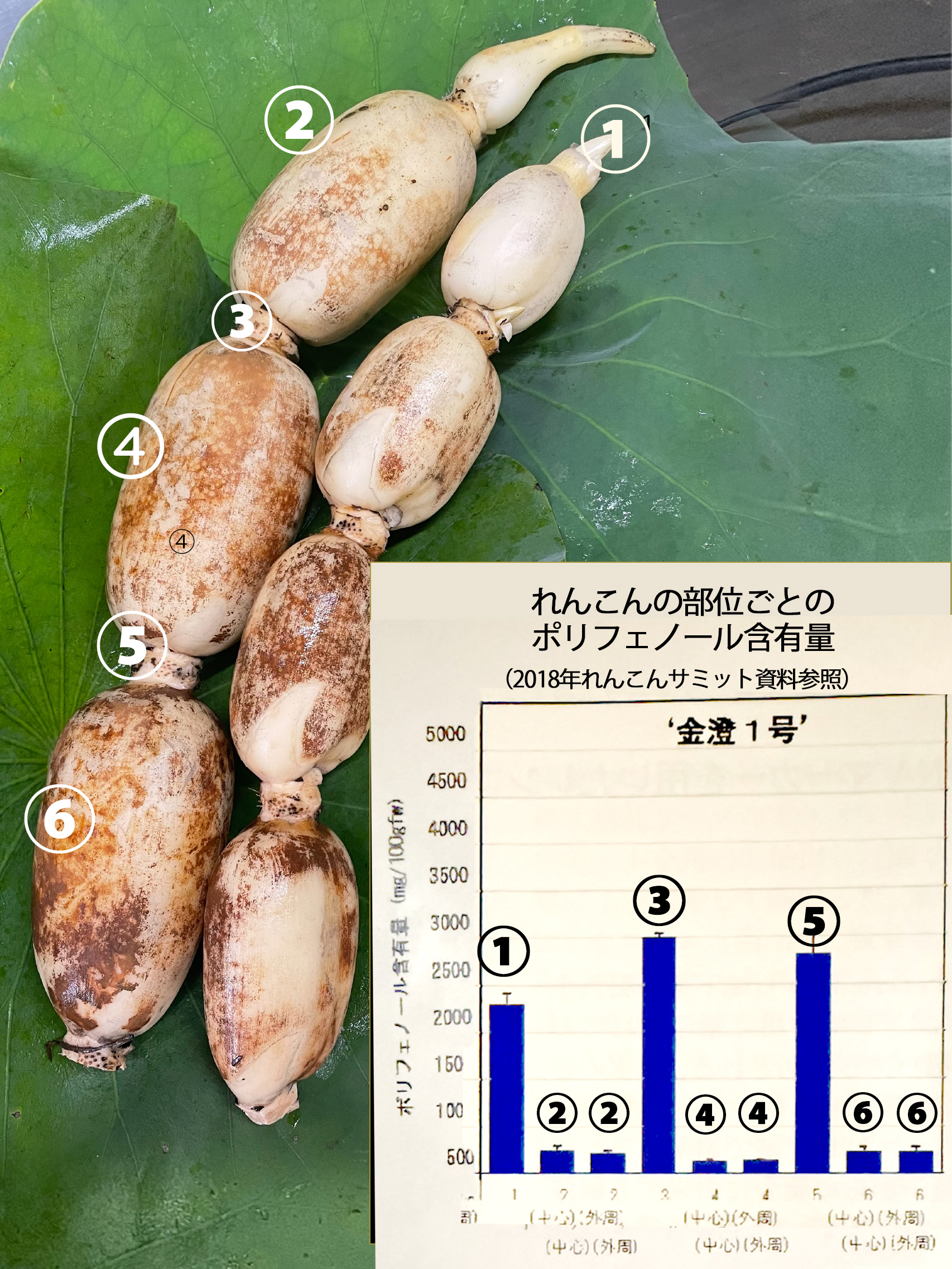 のどにいい食べ物として、れんこんが親しまれてきた理由