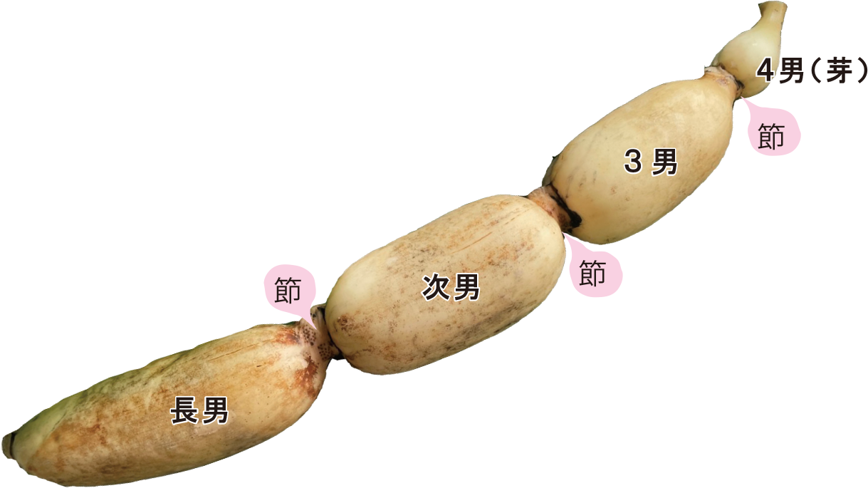 れんこんの長男、次男、3男・・・とは