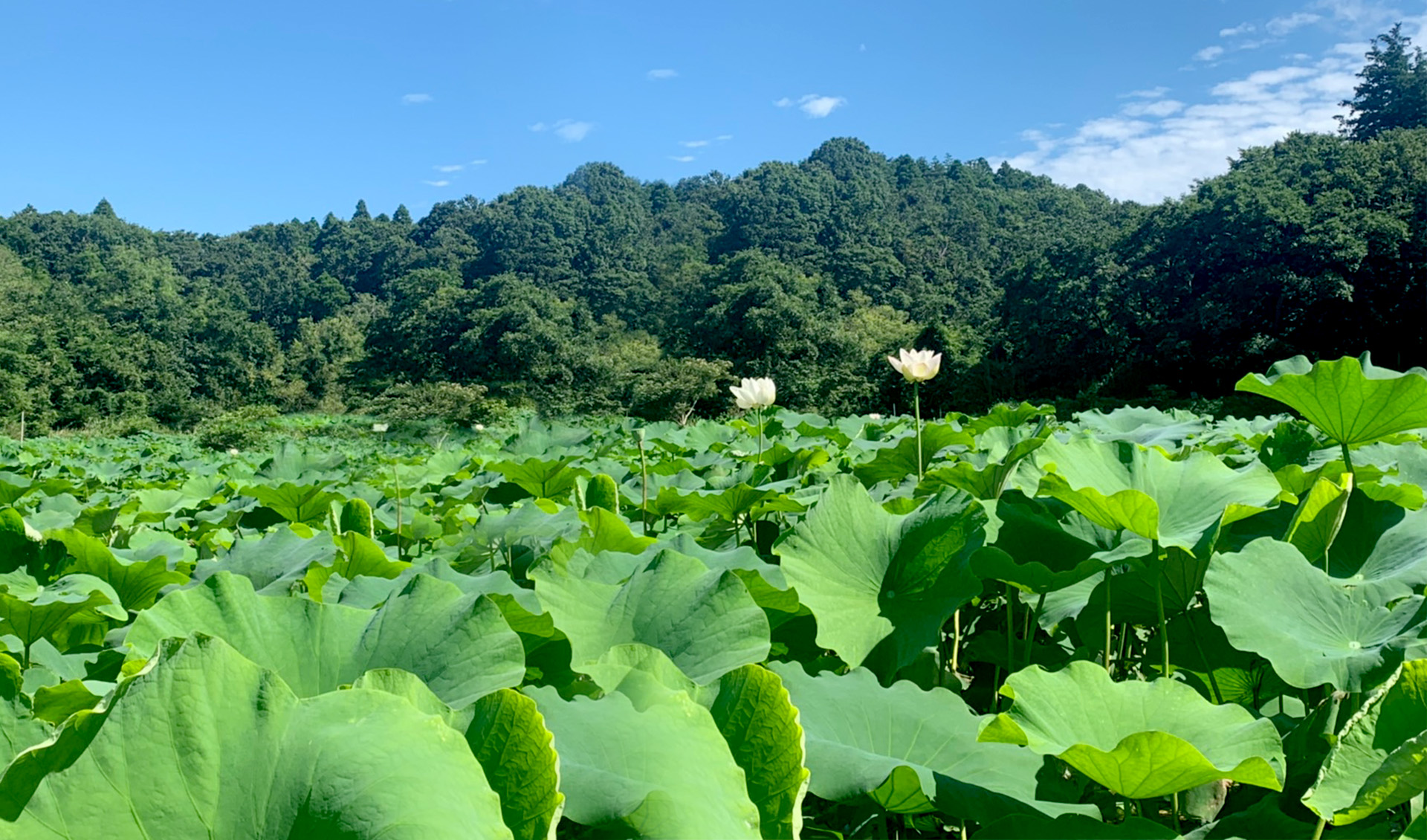 里山れんこん 無肥料・無農薬・自然栽培