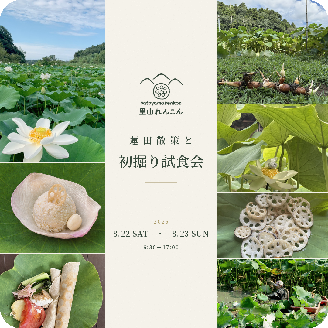里山れんこん　初彫り試食会