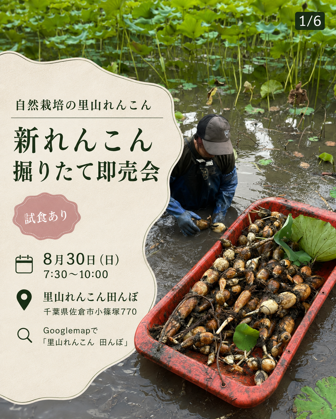 里山れんこん　初彫り試食会
