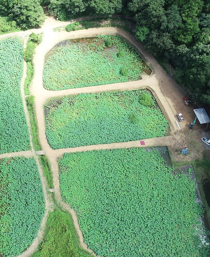 里山れんこんは、千葉県佐倉市の谷津田で、農薬・肥料・除草剤を使わない自然栽培でれんこんを育てています。