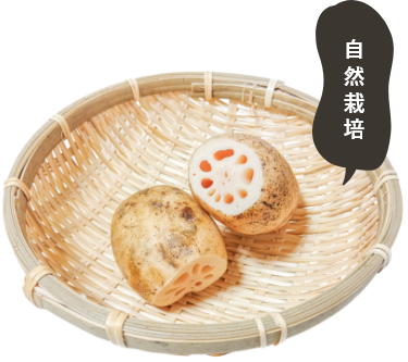 無農薬れんこんの卸販売を承っています