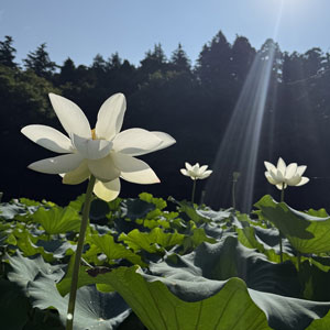 無農薬・無肥料・無堆肥 の自然栽培