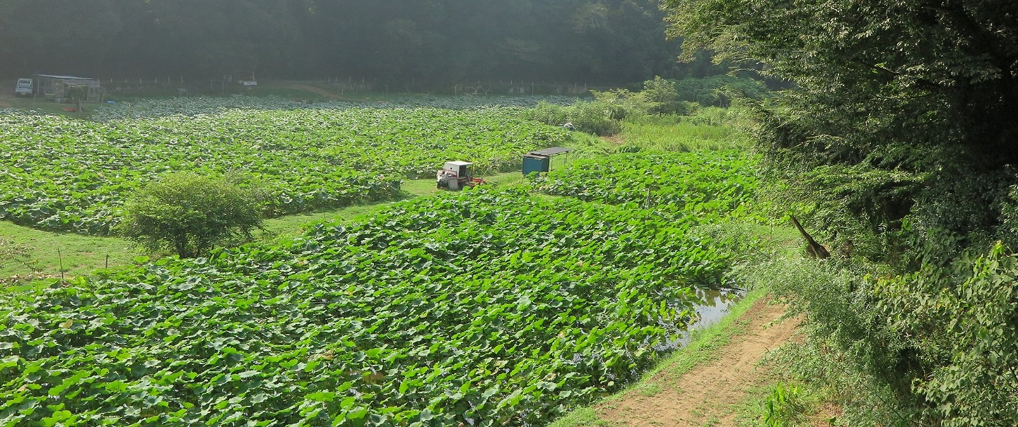 農薬・肥料・除草剤を使わない理由