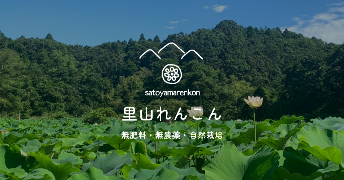 里山れんこんの外観