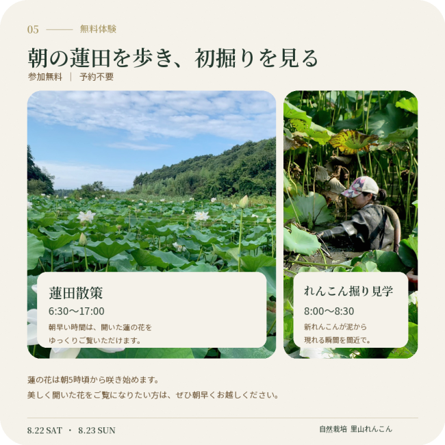 蓮田散策とれんこん掘り見学