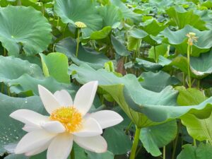 蓮の花と実